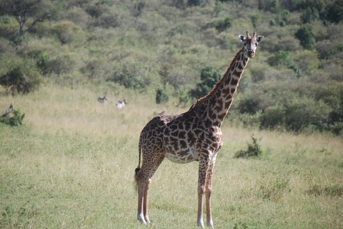 Massai Mara, Netzgiraffen