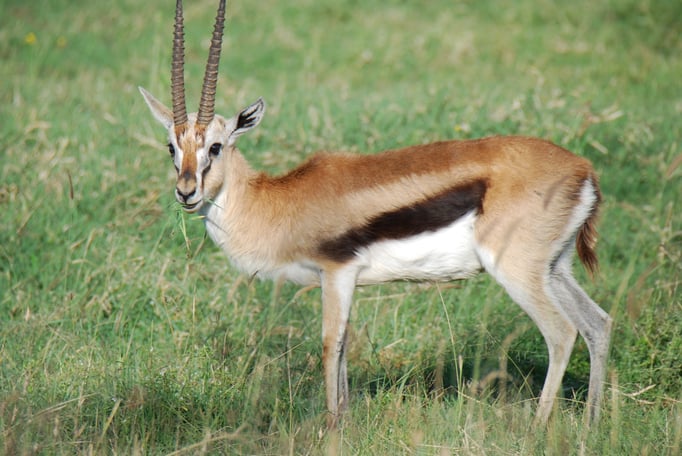 Nakuru Nationalpark, Thomsongazelle