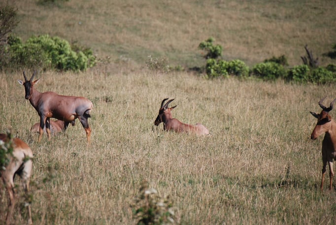 Massai, Mara, Topi oder Leierantilope