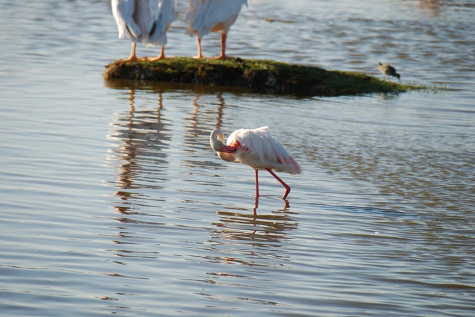 Nakuru Nationalpark,  Vogelwelt am Nakuru See