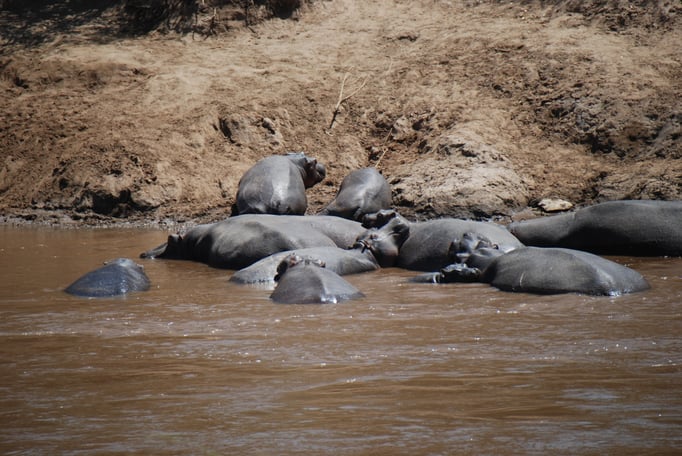 Massai Mara, Flußperde