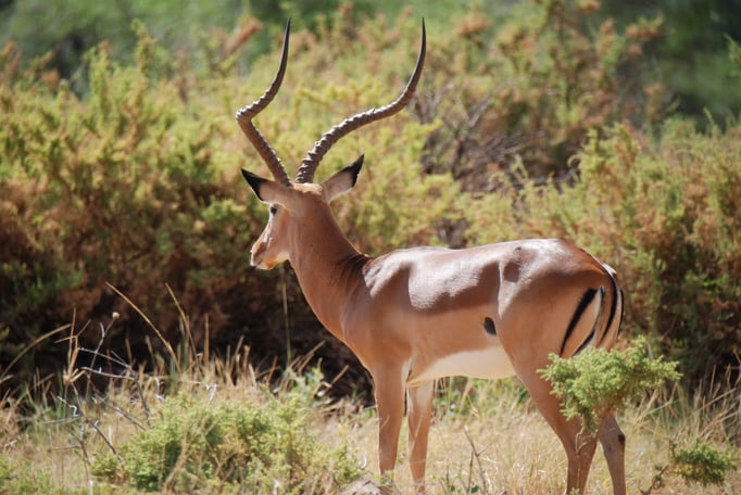 Samburu Nationalpark, Impalas oder Schwarzfersenantilope