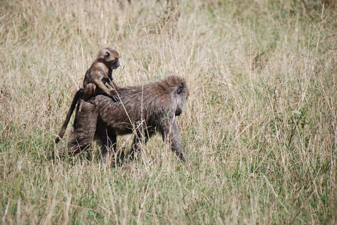 Massai, Mara, Paviane