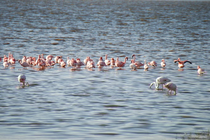 Nakuru Nationalpark,  Vogelwelt am Nakuru See