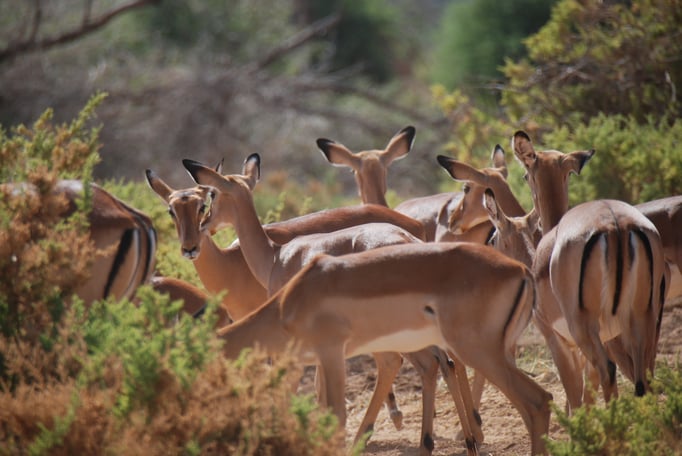 Samburu Nationalpark, Impalas oder Schwarzfersenantilope