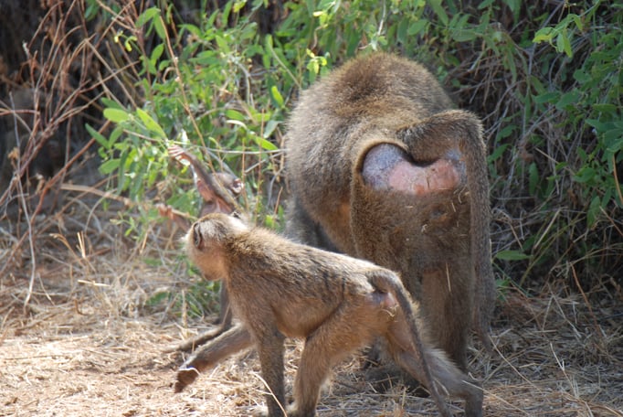Samburu Nationalpark, Steppenpaviane