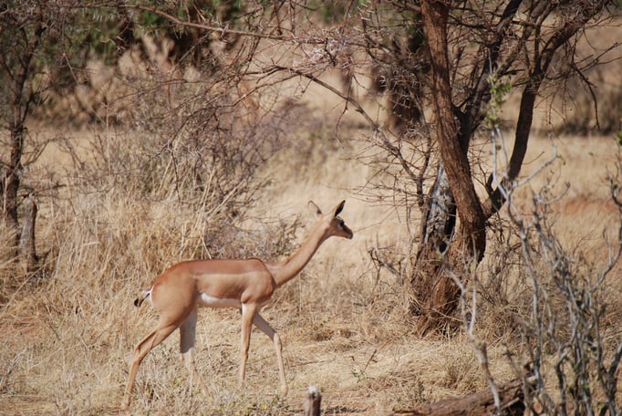 Samburu Nationalpark,  Gerenuk oder  Giraffengazelle