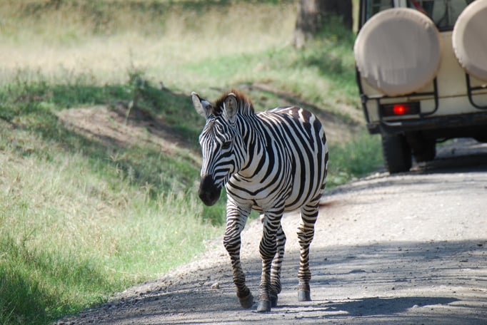 Nakuru Nationalpark, Steppenzebra