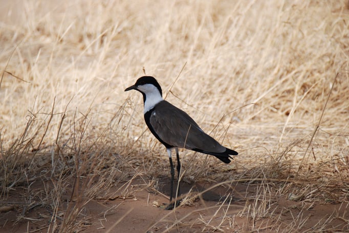 Samburu Nationalpark, Spornkiebitz, Familie der Regenpfeifer