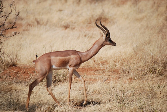 Samburu Nationalpark,  Gerenuk oder  Giraffengazelle