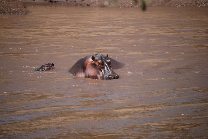 Massai Mara, Flußperde