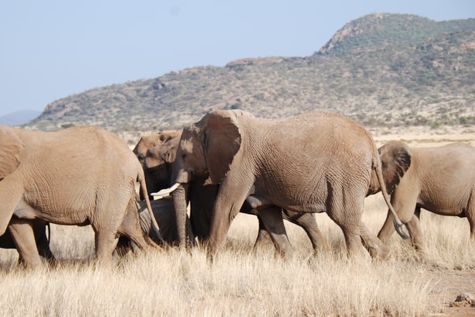 Samburu Nationalpark, Elefanten