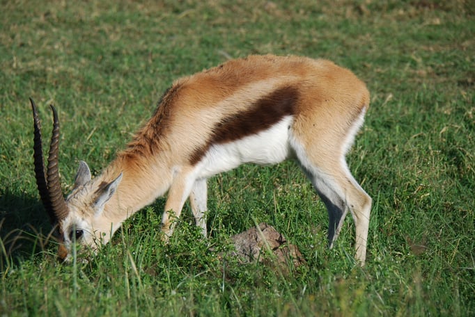 Nakuru Nationalpark, Thomsongazelle