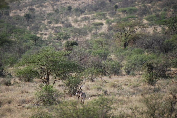 Samburu Nationalpark, Oryxantilope