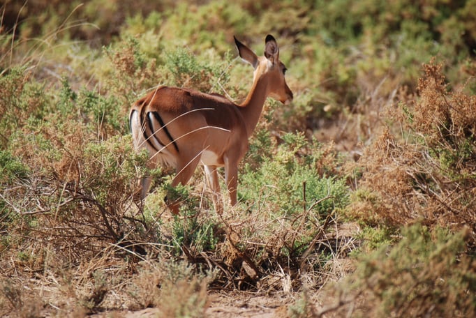 Samburu Nationalpark, Impalas oder Schwarzfersenantilope