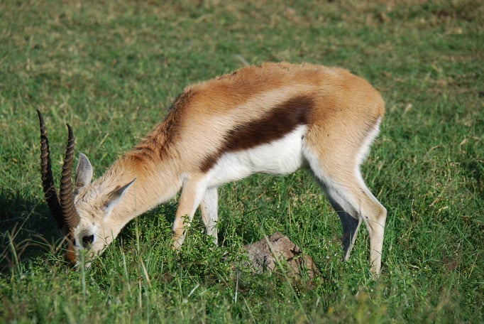Nakuru Nationalpark, Thomsongazelle