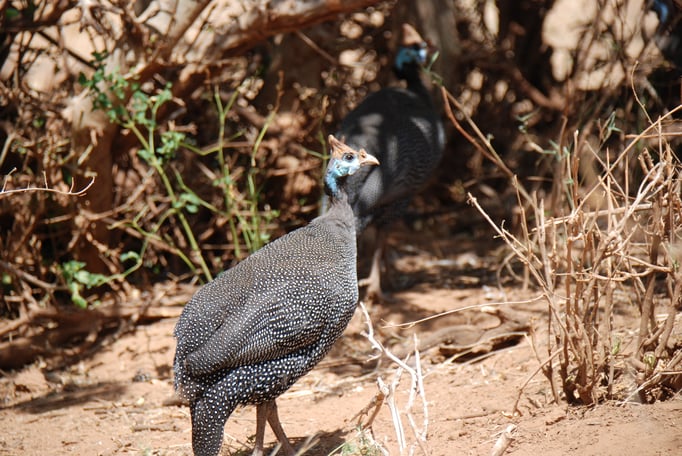 Samburu Nationalpark, Helmperlhühner
