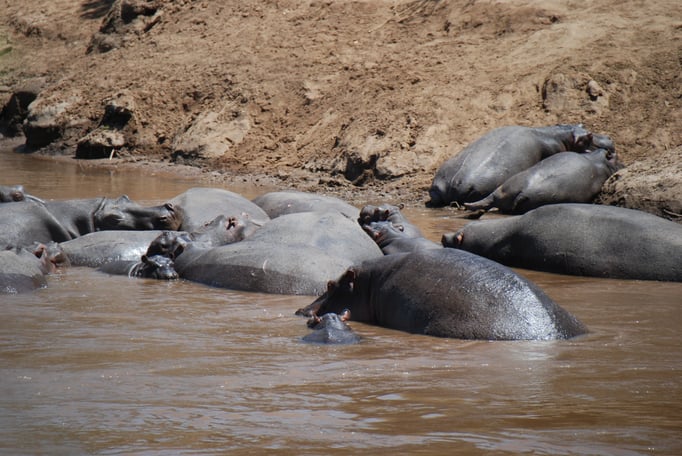 Massai Mara, Flußperde