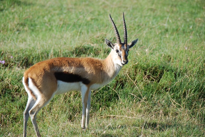 Nakuru Nationalpark, Thomsongazelle