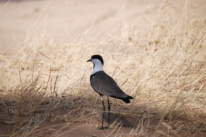 Samburu Nationalpark, Spornkiebitz, Familie der Regenpfeifer