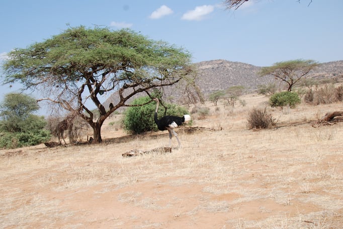 Samburu Nationalpark, Strauß 