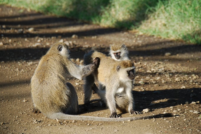 Nakuru Nationalpark, Sandmeerkatzen
