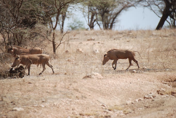 Samburu Nationalpark,  Warzenschweine