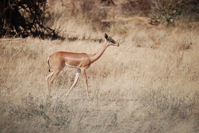 Samburu Nationalpark,  Gerenuk oder  Giraffengazelle