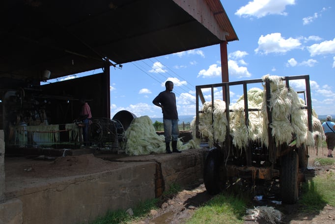 Sisal Plantage mit Fabrik zur Sisal Verarbeitung