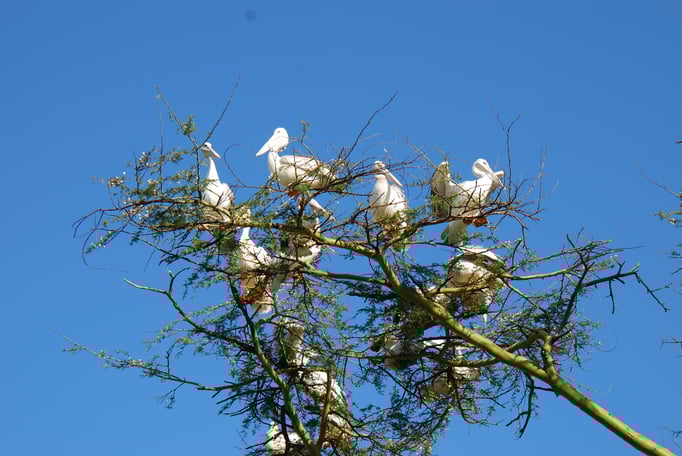 Nakuru Nationalpark, Pelikane