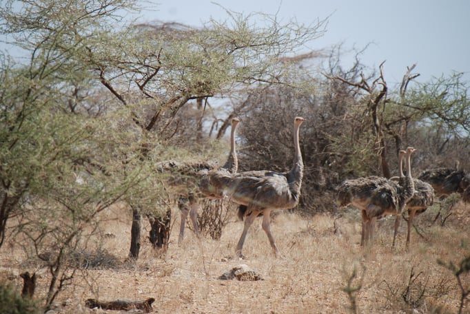 Samburu Nationalpark, Strauß 