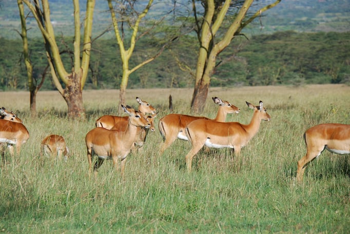 Nakuru Nationalpark, Impalas
