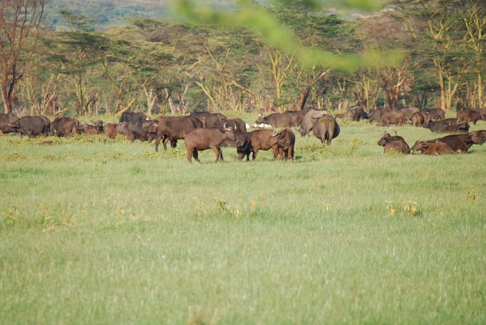 Nakuru Nationalpark,  Kaffernbüffel