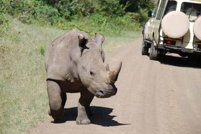 Nakuru Nationalpark, Breitmaulnashörner