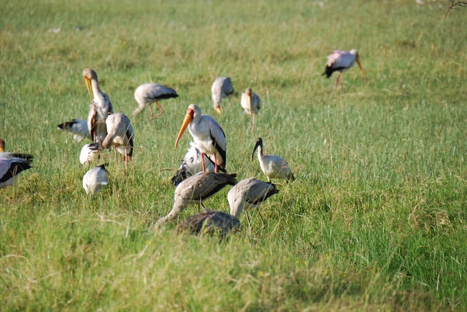Nakuru Nationalpark,  Vogelwelt am Nakuru See