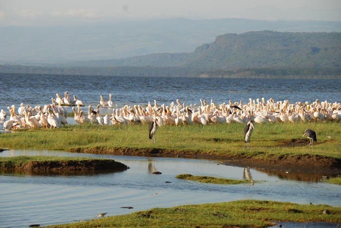 Nakuru Nationalpark,  Vogelwelt am Nakuru See
