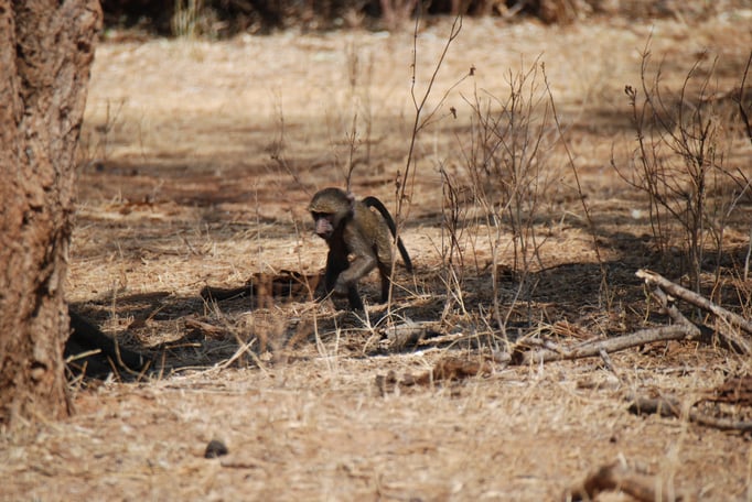 Samburu Nationalpark, Steppenpaviane