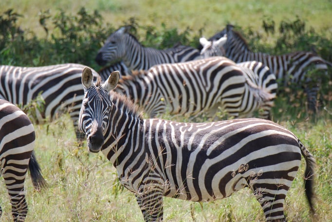 Nakuru Nationalpark, Steppenzebra