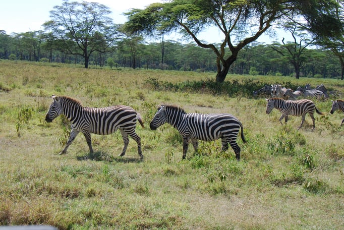 Nakuru Nationalpark, Steppenzebra