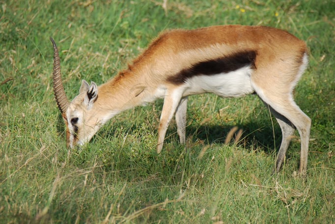 Nakuru Nationalpark, Thomsongazelle