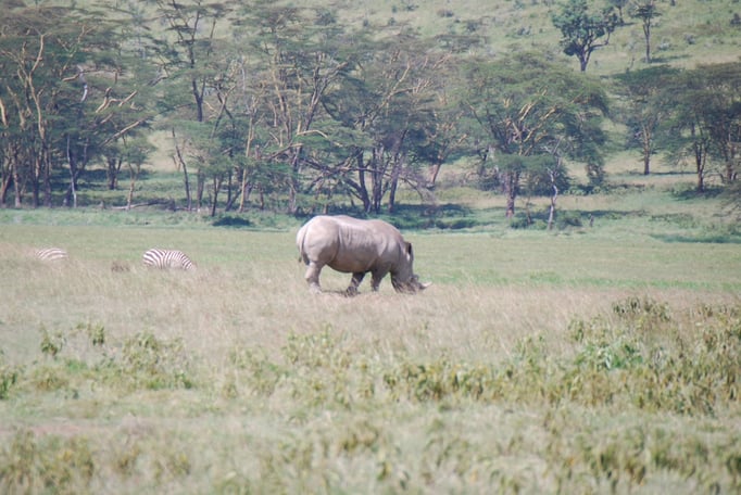 Nakuru Nationalpark,  Spitzmaulnashörner