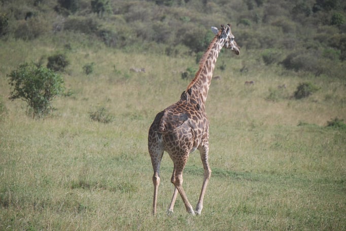Massai Mara, Netzgiraffen