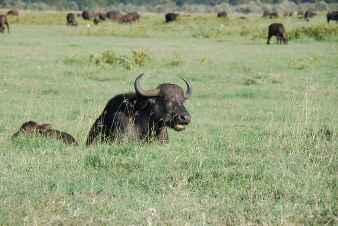 Nakuru Nationalpark,  Kaffernbüffel