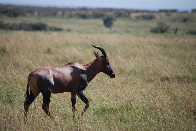 Massai, Mara, Topi oder Leierantilope