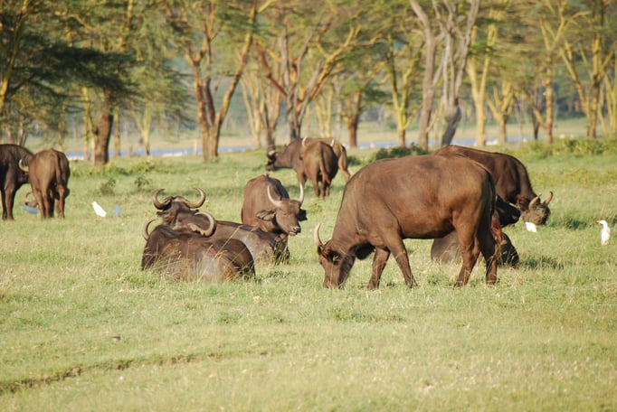 Nakuru Nationalpark,  Kaffernbüffel