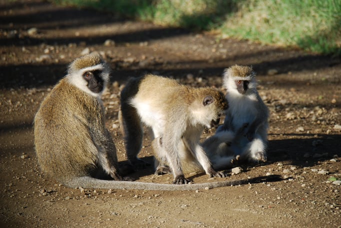 Nakuru Nationalpark, Sandmeerkatzen