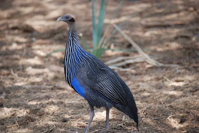 Samburu Nationalpark, Geierperlhuhn