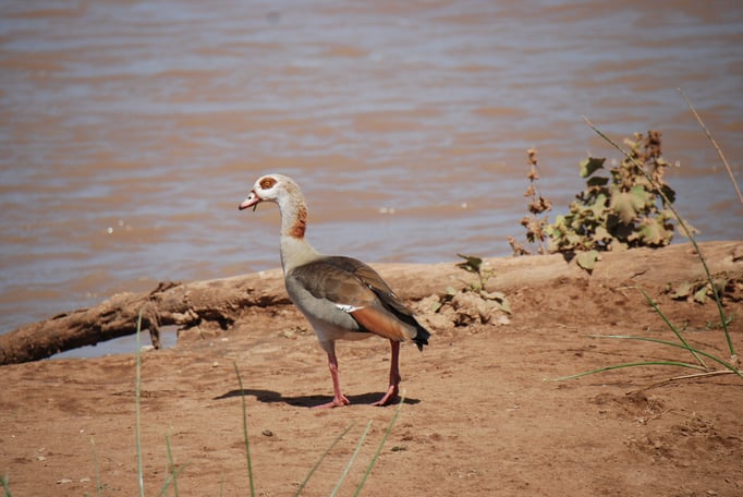 Samburu Nationalpark, Nilgänse am Uaso Nyiro Fluss