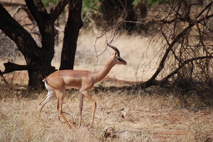 Samburu Nationalpark,  Gerenuk oder  Giraffengazelle
