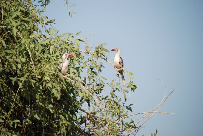 Samburu Nationalpark, Rotschnabeltoko Familie der Nashornvögel